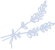 lavande Alt Text